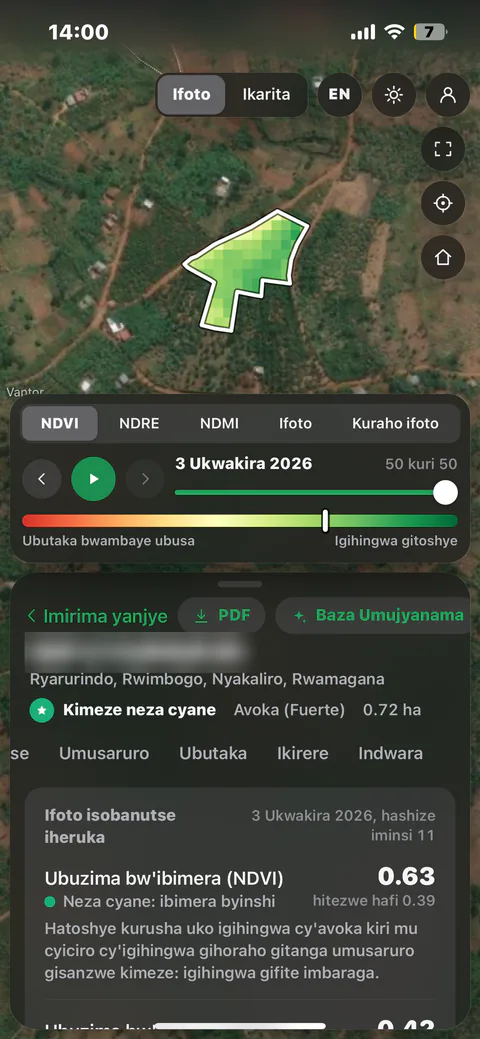 Umujyanama on a phone showing an avocado field's NDVI vegetation map and its crop-health reading
